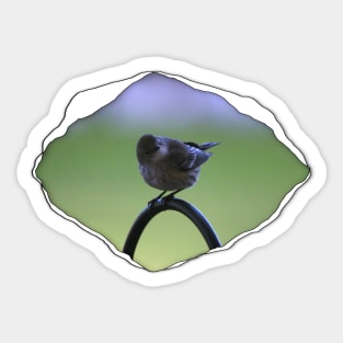 Warbler Perched Popping from Torn Material Sticker